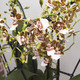Tropical Jungle Cambria Orchid