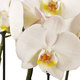 Stilvolle Orchideen