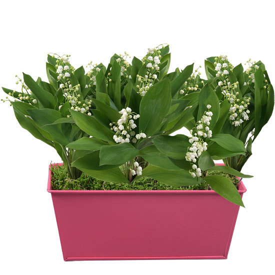 Pink Planter of Lily-of-the-Valley