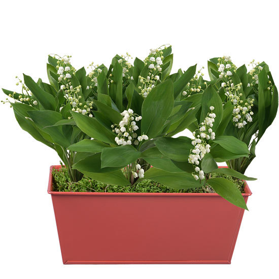 Terracotta Planter of Lily-of-the-Valley