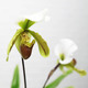 Die Orchidee Marienfrauenschuh