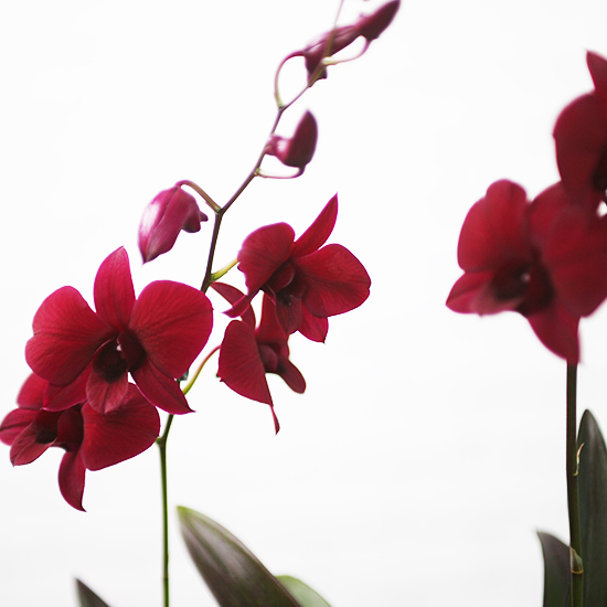 Dark red Sa Nook Dendrobium 2