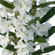 Weiße Dendrobium Nobile Orchidee