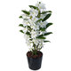 Send this dendrobium orchid