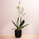 Weiße Orchidee im Topf – Schnelle Orchideen-Lieferung