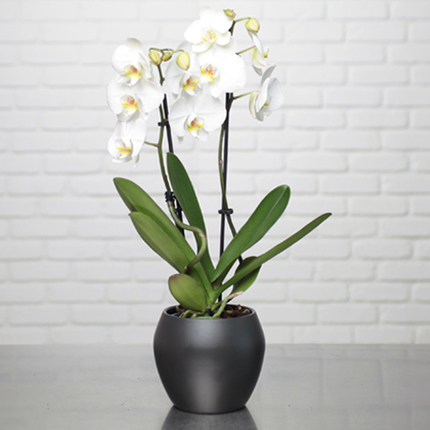 Weiße Phalaenopsis