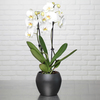 Weiße Phalaenopsis Orchidee