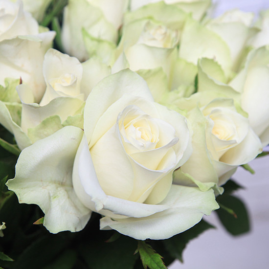 Pure White Rose Bouquet  3