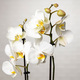 Weißer Phalaenopsis Orchidee