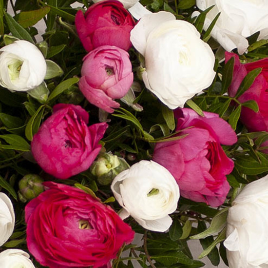 Beautiful Ranunculus 2