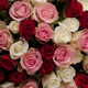 Marvellous Roses