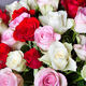 Wundervolle Rosen