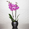  Bicolour Orchid