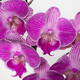 Zweifarbige Orchidee