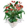 Same day delivery available with the Anthurium