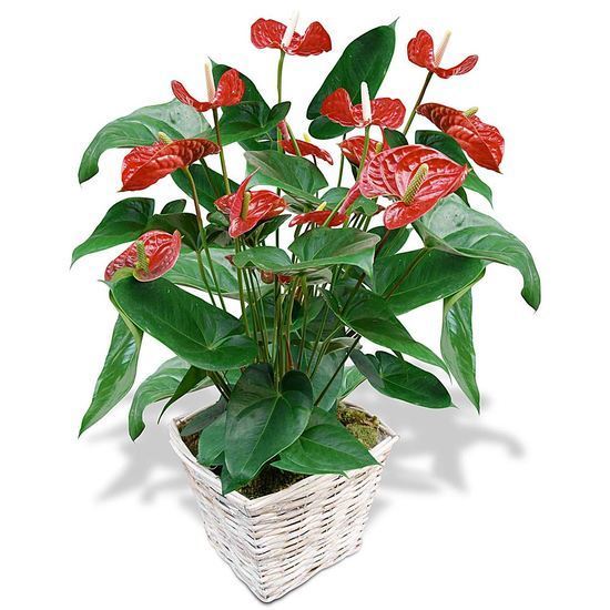 Anthurium - home delivery