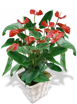 Enviar la Planta Anthurium a domicilio