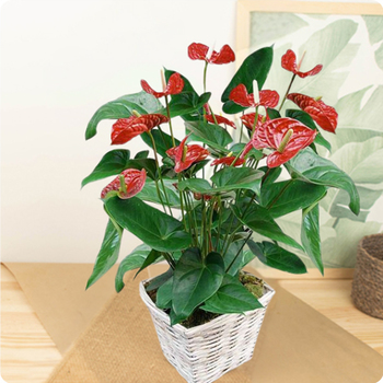 Planta Anthurium mandar hoy a domicilio