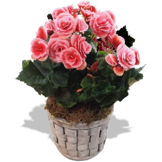 Same day delivery available with the Begonia Bouquet
