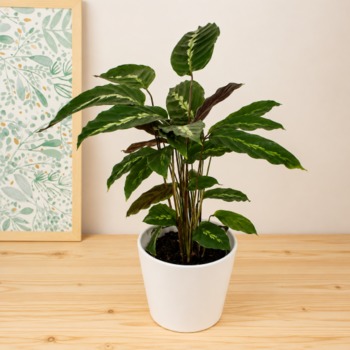 Calathea - entregar hoy en 4h