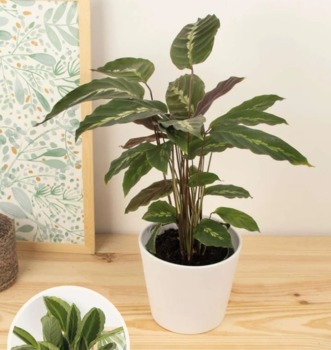Calathea - entregar hoy en 4h