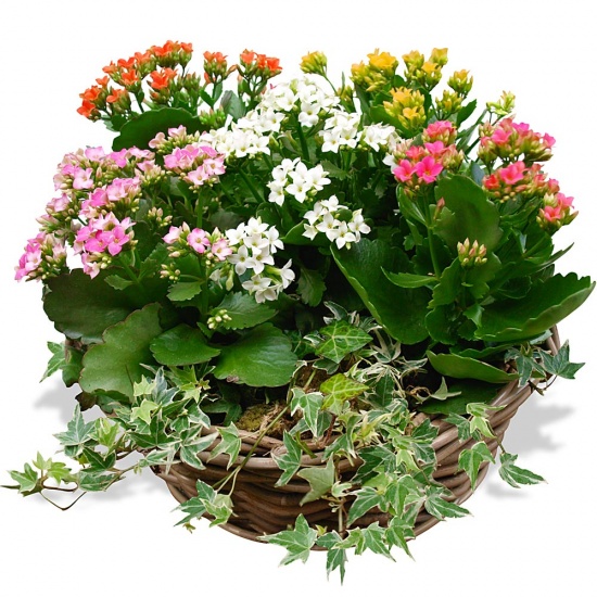 Same day delivery available with the Kalanchoe Arrangement