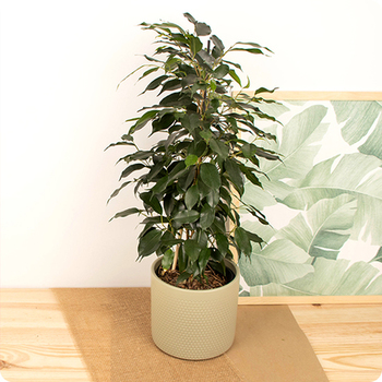 Ficus - entregar por un florista local