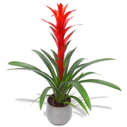 Enviar la Planta Guzmania a domicilio