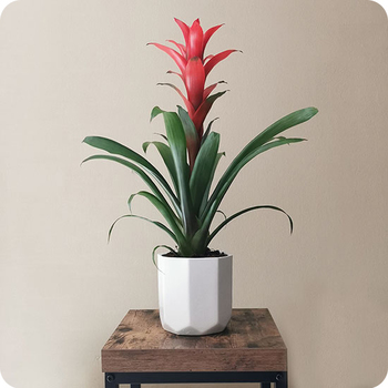Guzmania mandar hoy a domicilio