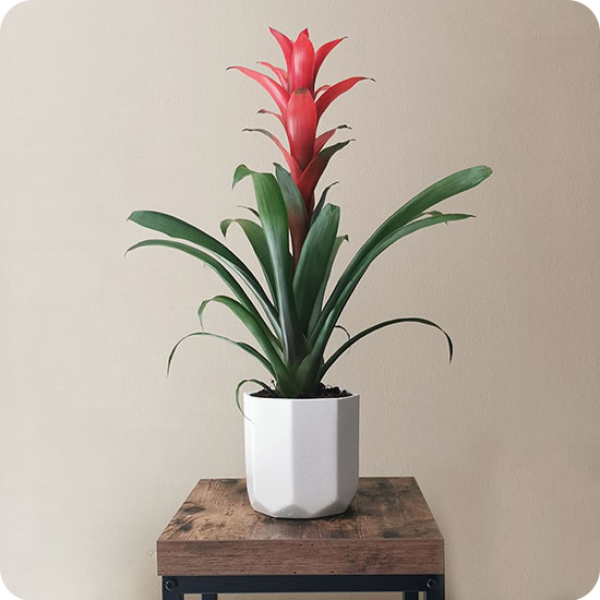 Guzmania