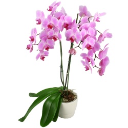 Enviar Orquídea Rosa a domicilio