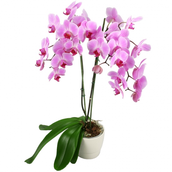 Same day delivery available with the Purple Orchid