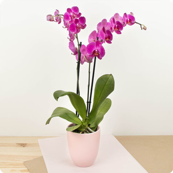 Same day delivery available with the Purple Orchid