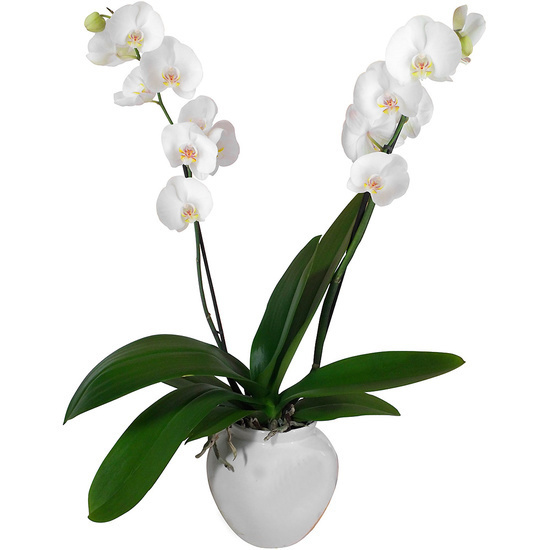 Same day delivery available with the White Orchid