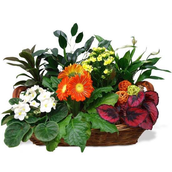 Same day delivery available with the Amazonia Arrangement