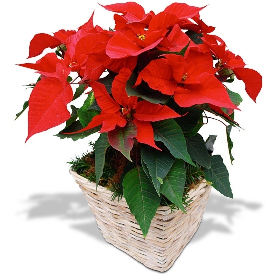 Same day delivery available with the Christmas Poinsettia