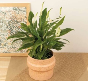 Spathiphyllum