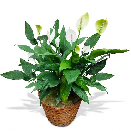 Same day delivery available with the Spathiphyllum