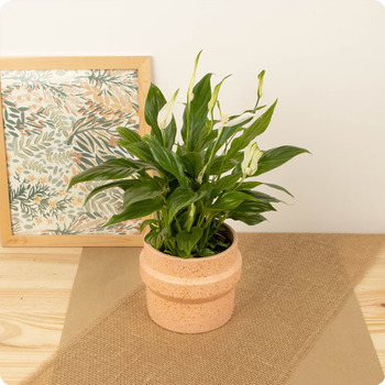 Spathiphyllum - enviar planta hoy
