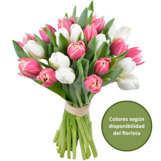  Tulipanes Rosas y Blancos