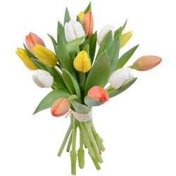 Tulipanes Petricor