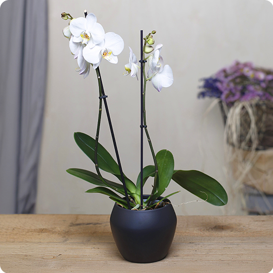 Offrez une Orchidée à fleurs Blanches