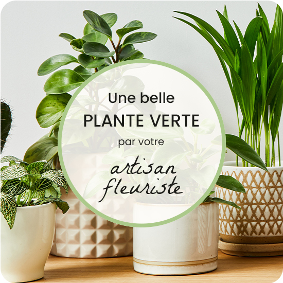 Plante verte du fleuriste - livraison de fleurs
