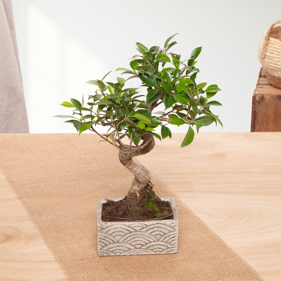 Bonsai