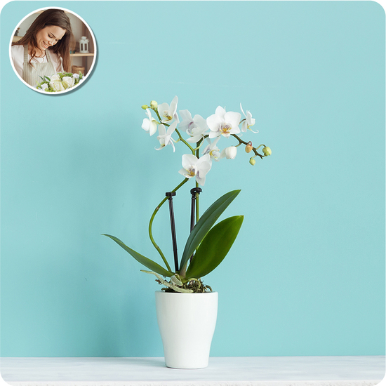 Orchidea bianca in vaso