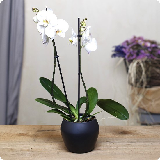 Witte orchidee in pot
