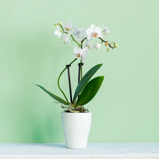 Potted white orchid